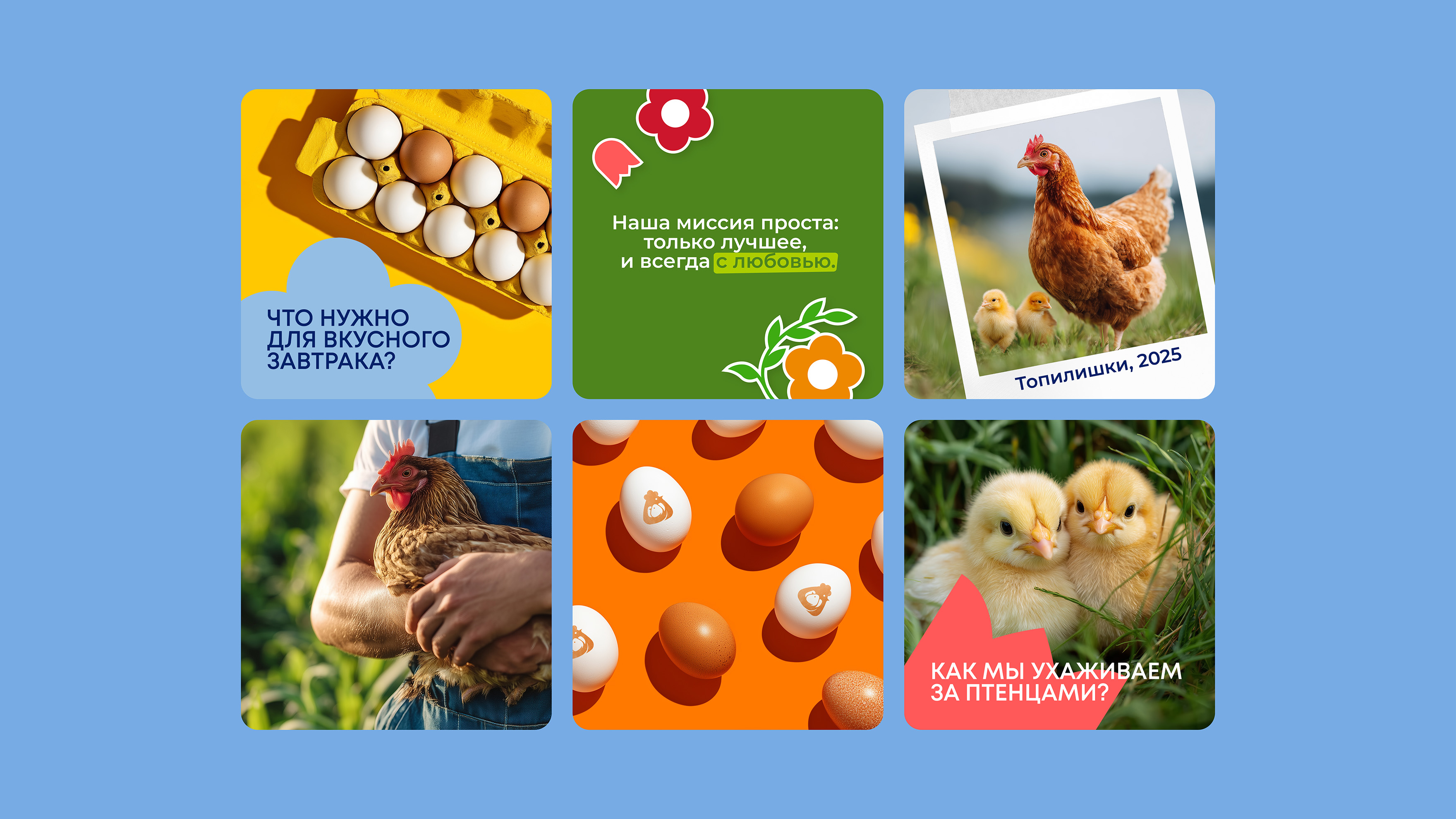 От цыплёнка до курицы, несущей золотые яйца image