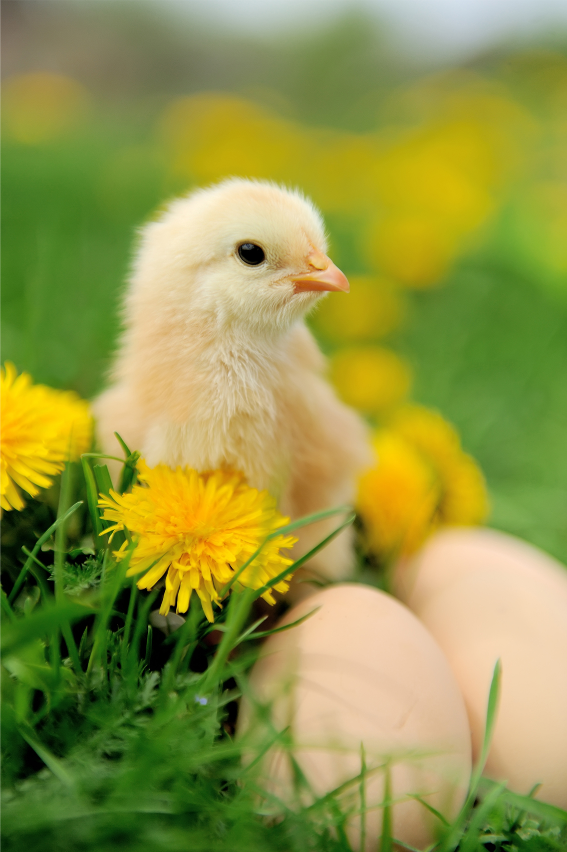 От цыплёнка до курицы, несущей золотые яйца image