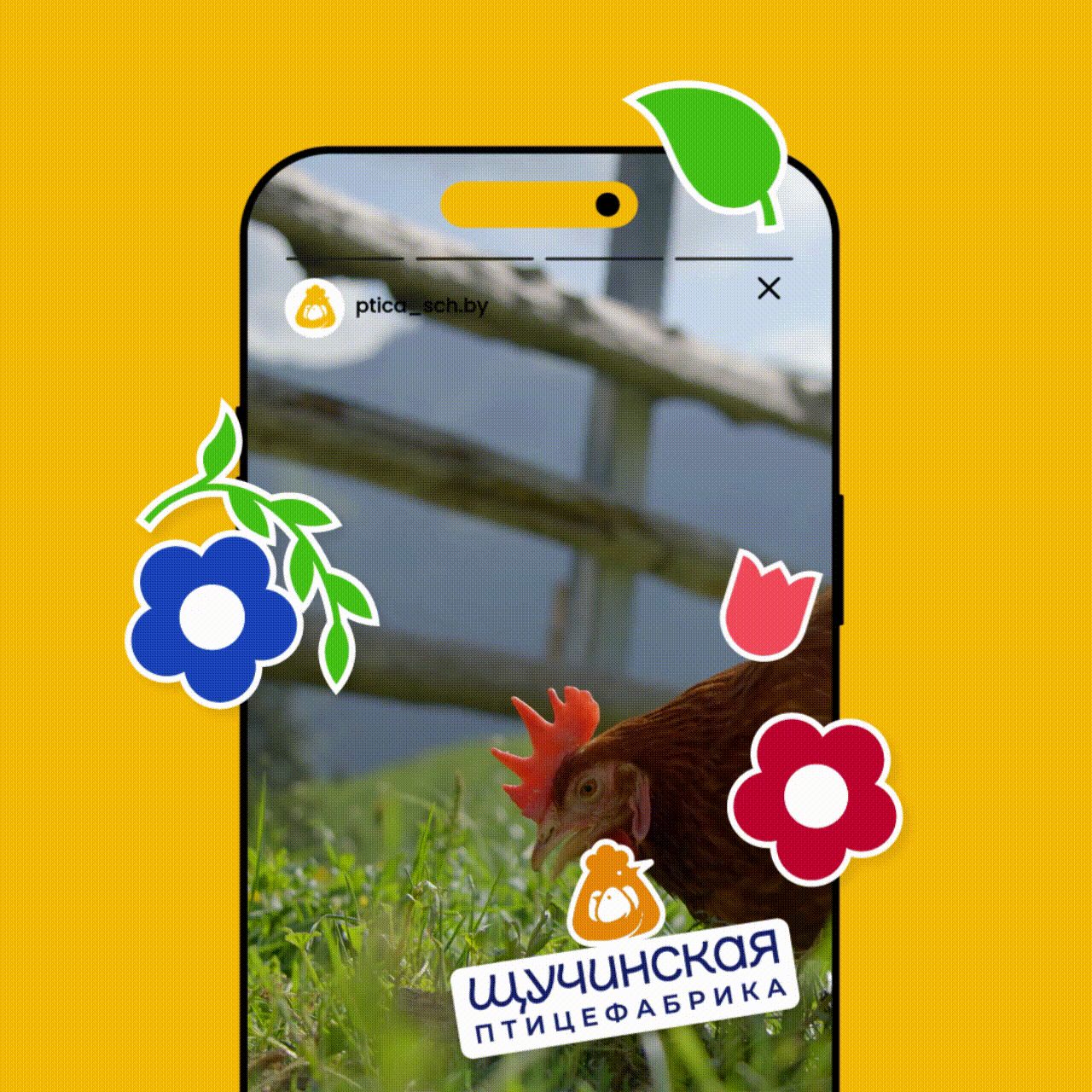 От цыплёнка до курицы, несущей золотые яйца image